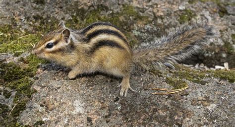 Chipmunk In A Forest Stock Image Image Of Cute Profile 26615975