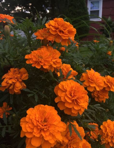 25 Selected Aesthetic Orange Flower Wallpaper You Can Save It Free Of