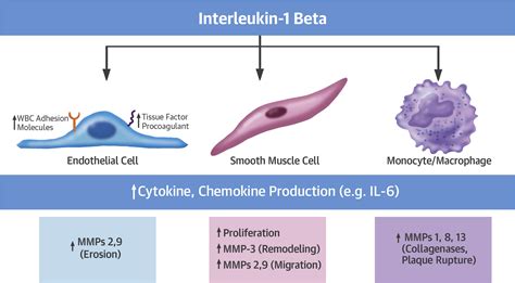 Interleukin 1 Beta As A Target For Atherosclerosis Therapy Biological