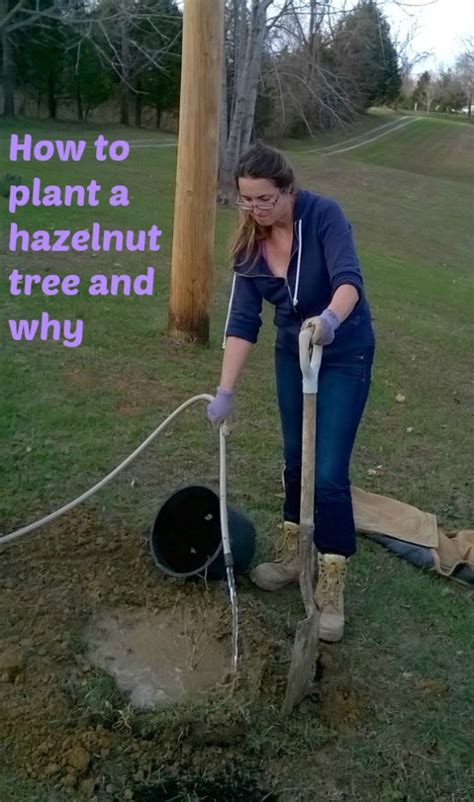 Plant A Hazelnut Tree Homestead Health And Hazelnuts In 2020