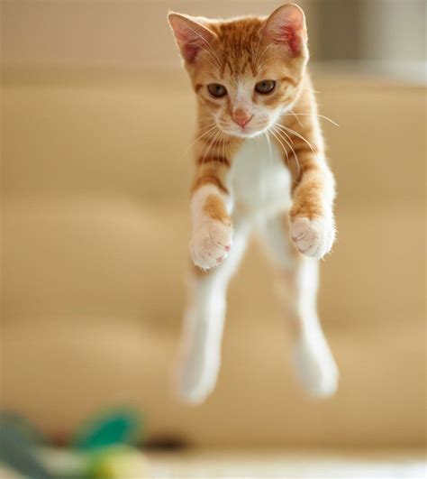 52 Magnifiques Photos De Chats Qui Sautent 2tout2rien Jumping Cat