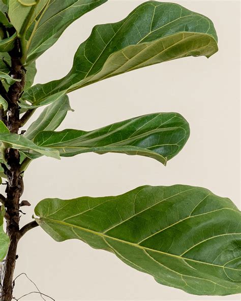 Ficus Lyrata Fiddle Leaf Fig Indoor Tree 24 34 Size Fiddle Etsy