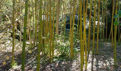 10 Best Bamboo Varieties For Your Garden Bambu Batu