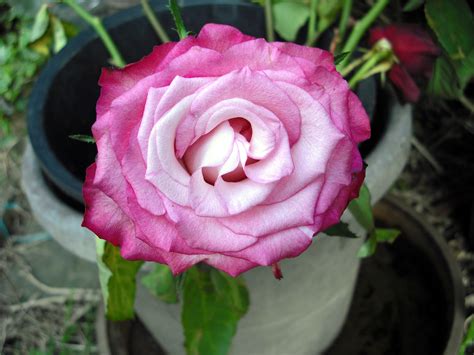 Filepink Rose Flower