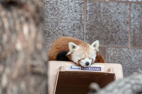 Tofu Is First Red Panda At Omaha Zoo In 20 Years Living
