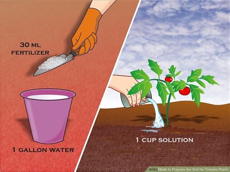 Choose A Soil For Planting Your Tomatoes That Is Well Drained Deep And