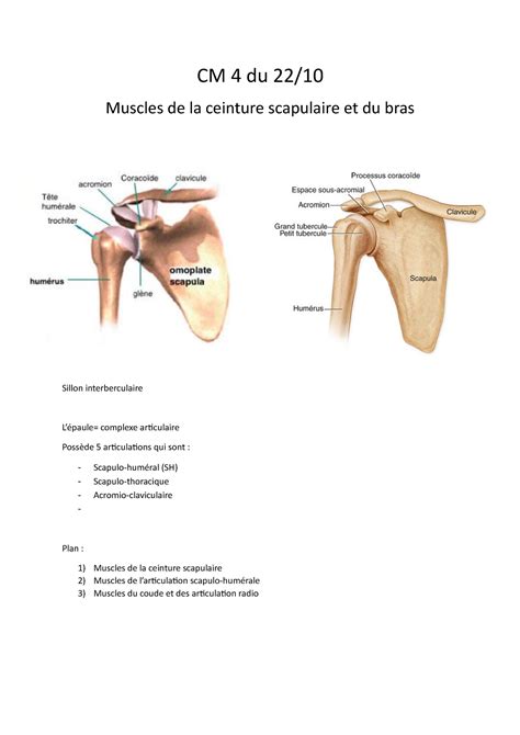 Cm Cours Anatomie L Cm Du Muscles De La Ceinture Scapulaire Et Du Bras Sillon Studocu