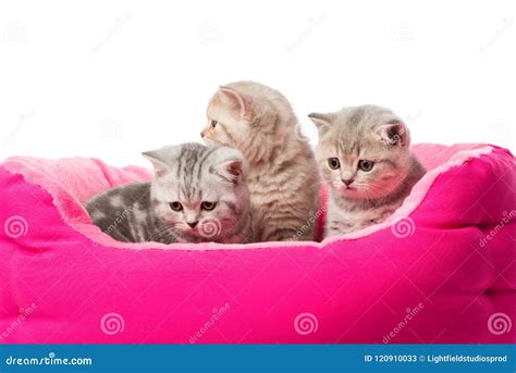 Cute Little Fluffy Kittens Sitting In Pink Cat Bed Stock Image Image