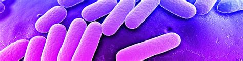 Recuento Total De Bacterias Mesófilas Aeróbicas Eurolab