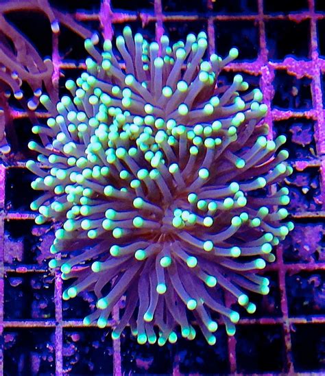 Maricultured Neon Tip Torch Corals Jackson Fish And Coral