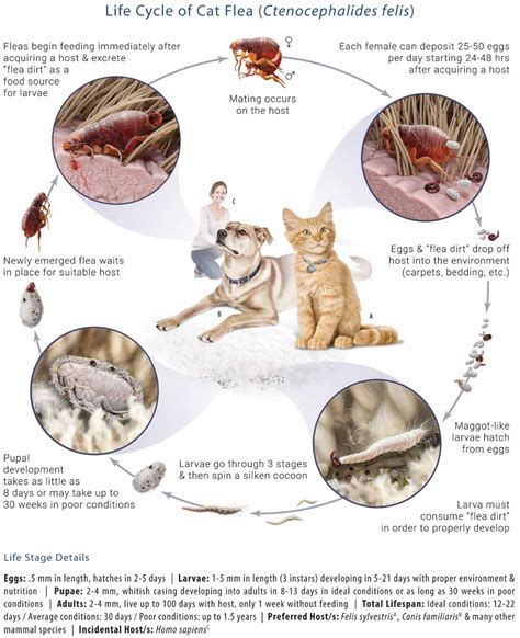 Life Cycle Of A Flea Yahoo Image Search Results Cat Fleas Fleas Flea Treatment
