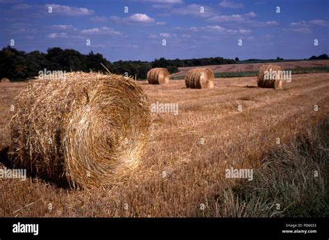 Wheat Straw Bales Summer Stock Photo Alamy