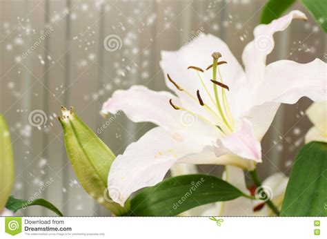 1437 Beautiful Lily Flower Snow Stock Photos Free And Royalty Free