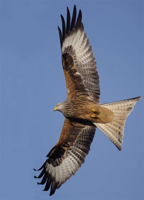 Red Kite In Flight Posters And Prints By Corbis