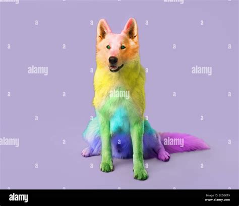 Cute Rainbow Colored Dog On Lilac Background Stock Photo Alamy