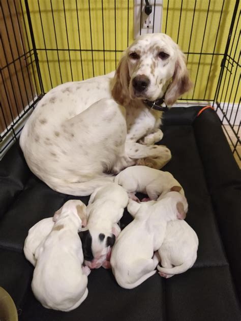 English Setter Puppies For Sale In Iowa Sale Bhr