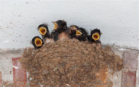 Nesting Birds Season Things You Need To Know Andy Law Pest Control