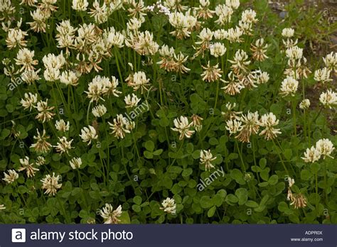 White Clover Trifolium Repens Wild Plant And Fodder Crop Stock Photo