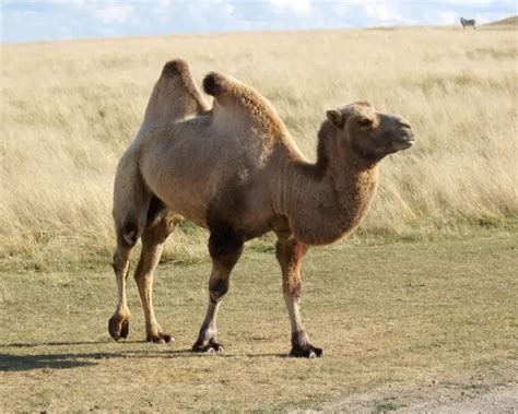 Bactrian Camel Facts Diet Habitat And Pictures On Animaliabio