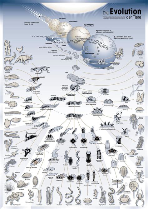 A Guide To The Evolution Of Animals Rcoolguides