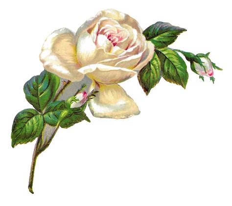 antique images white rose shabby chic flower image clip art botanical illustration