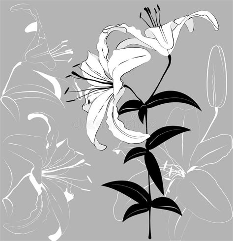 Linear Style Set Of White Lilies Hand Drawn Contour Illustration Of