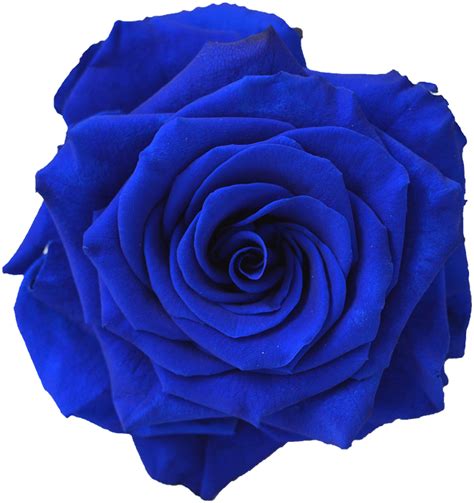 Kisspng Blue Rose Flower Navy Blue Clip Art Blue Flower Blue Roses