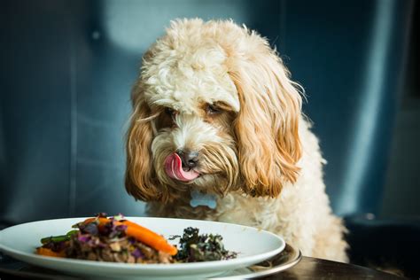The Ultimate Gourmet Dinner Just For Dogs