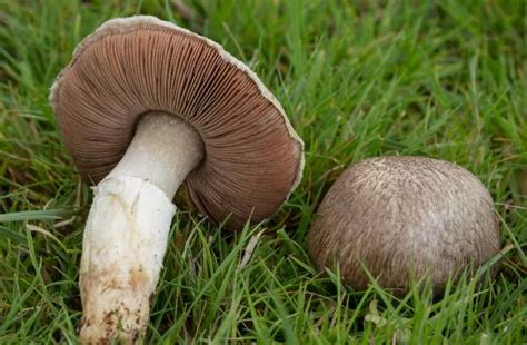 Agaricus Porphyrocephalus A Rare Mushroom