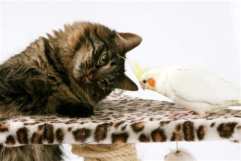 Cat And Bird Free Photo Download Freeimages