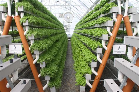 Middle Eastern Hydroponics Giant Supports Kennetts Initiative To