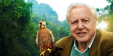 Pin By Paul Flin On Sir David David Attenborough Nature Bird