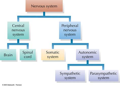 Nervous System Diagram Psychology A Great Set Of Activities That Will