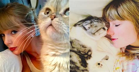 pictures of taylor swift with her cats popsugar celebrity