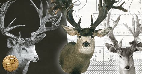 The Stories Behind The Worlds Biggest Mule Deer The