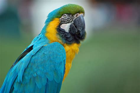 Download 2144x1429 Parrot Colorful Birds Beak Macaw