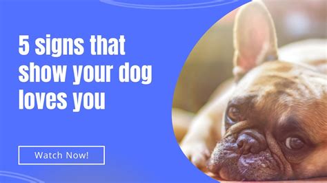 5 Signs That Show Your Dog Loves You Youtube