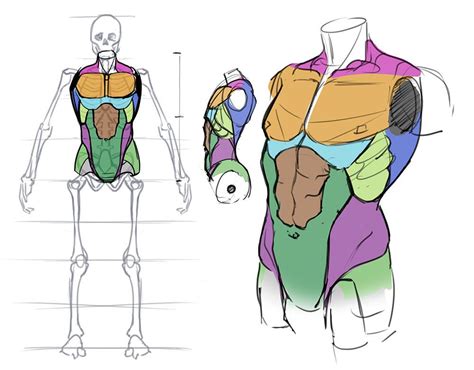 How To Draw The Torso Front View Artofit