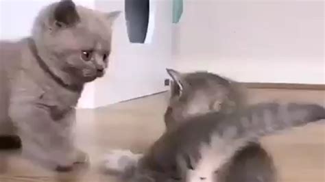 So Cute Baby Cat Cats Kittens Video Playing Catskittens 72 Youtube