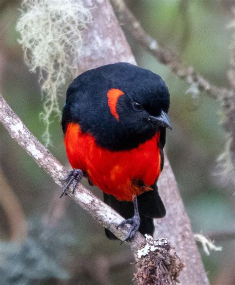 Meet The Scarlet Bellied Mountain Tanager His Suit Of Black Only