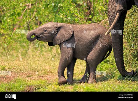 African Elephant Loxodonta Africana Young Animal Drinking At The