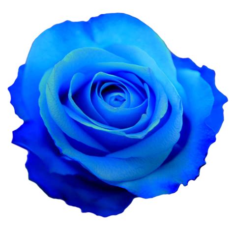Transparent Flowers Blue Rose Tattoos Rose Flower Photos