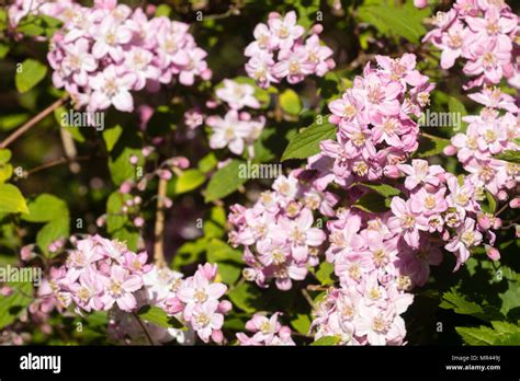 Pink Early Summer Flowers Of The Profuse Blooming Hardy Shrub Deutzia
