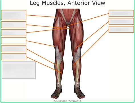 Laminated Female Anterior Leg Muscles Labeled Educational Chart Poster