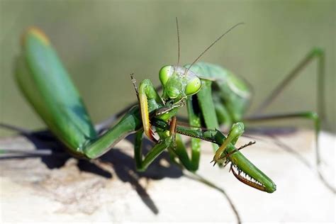 Male Vs Female Praying Mantis Differences And Similarities Praying