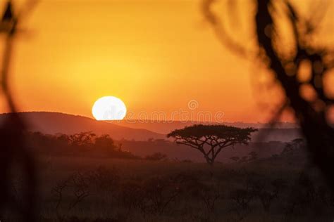 African Sunrise In Kruger South Africa Stock Image Image Of Light