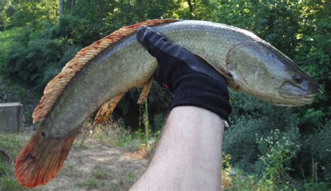 Start studying dogfish shark anatomy. Bowfin Gary | www.roughfish.com