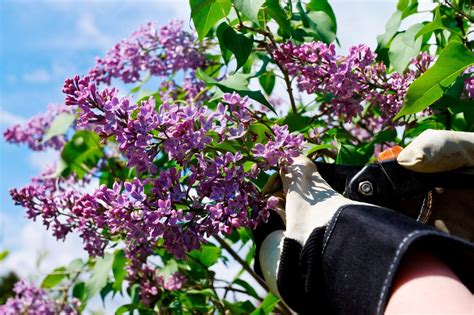 When And How To Prune A Lilac Bush Gardening Know How