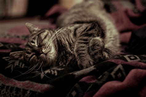 Animals Cat Sleeping Hd Wallpapers Desktop And Mobile Images And Photos