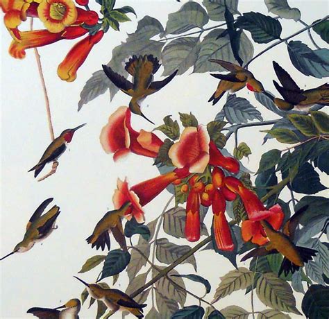 Ruby Throated Hummingbird Print By John J Audubon Audubon Prints